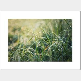 grass dew Posters and Art